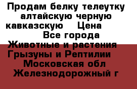 Продам белку телеутку алтайскую,черную кавказскую. › Цена ­ 5 000 - Все города Животные и растения » Грызуны и Рептилии   . Московская обл.,Железнодорожный г.